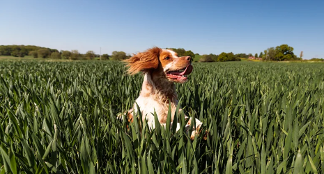 My dog has better tick protection than I do. That could change soon