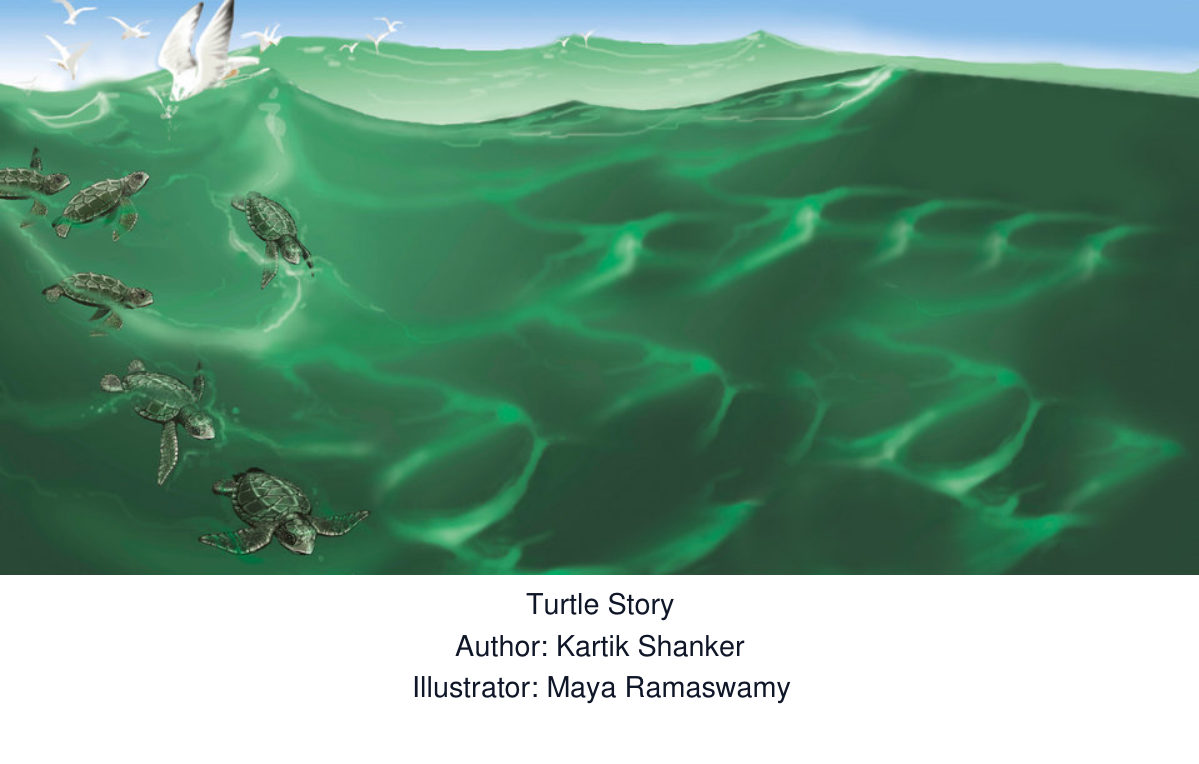Turtle Story