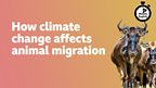 How climate change affects animal migration