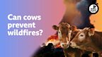Can cows prevent wildfires?