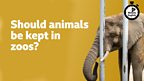 Should animals be kept in zoos?