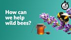 How can we help wild bees?