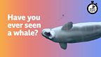 Have you ever seen a whale?