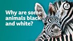 Why are some animals black and white?